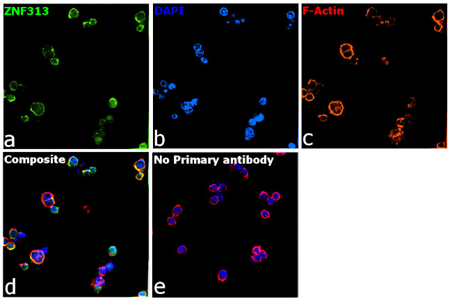 ZNF313 Antibody in Immunocytochemistry (ICC/IF)