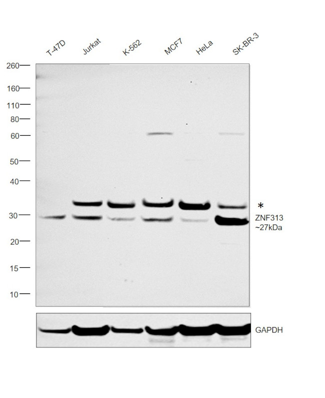 ZNF313 Antibody in Western Blot (WB)