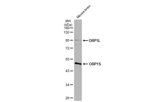 ORP1 Antibody in Western Blot (WB)