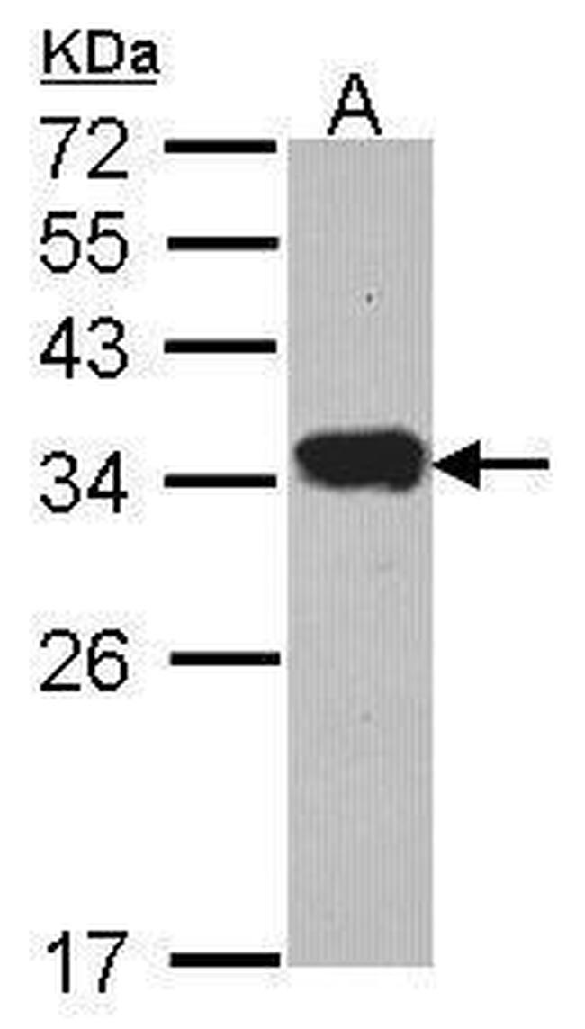 PI15 Antibody in Western Blot (WB)