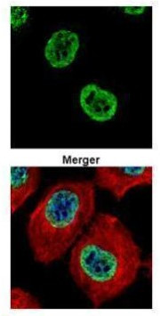 Histone H2A.Z Antibody in Immunocytochemistry (ICC/IF)
