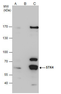 MST1 (STK4) Antibody in Immunoprecipitation (IP)