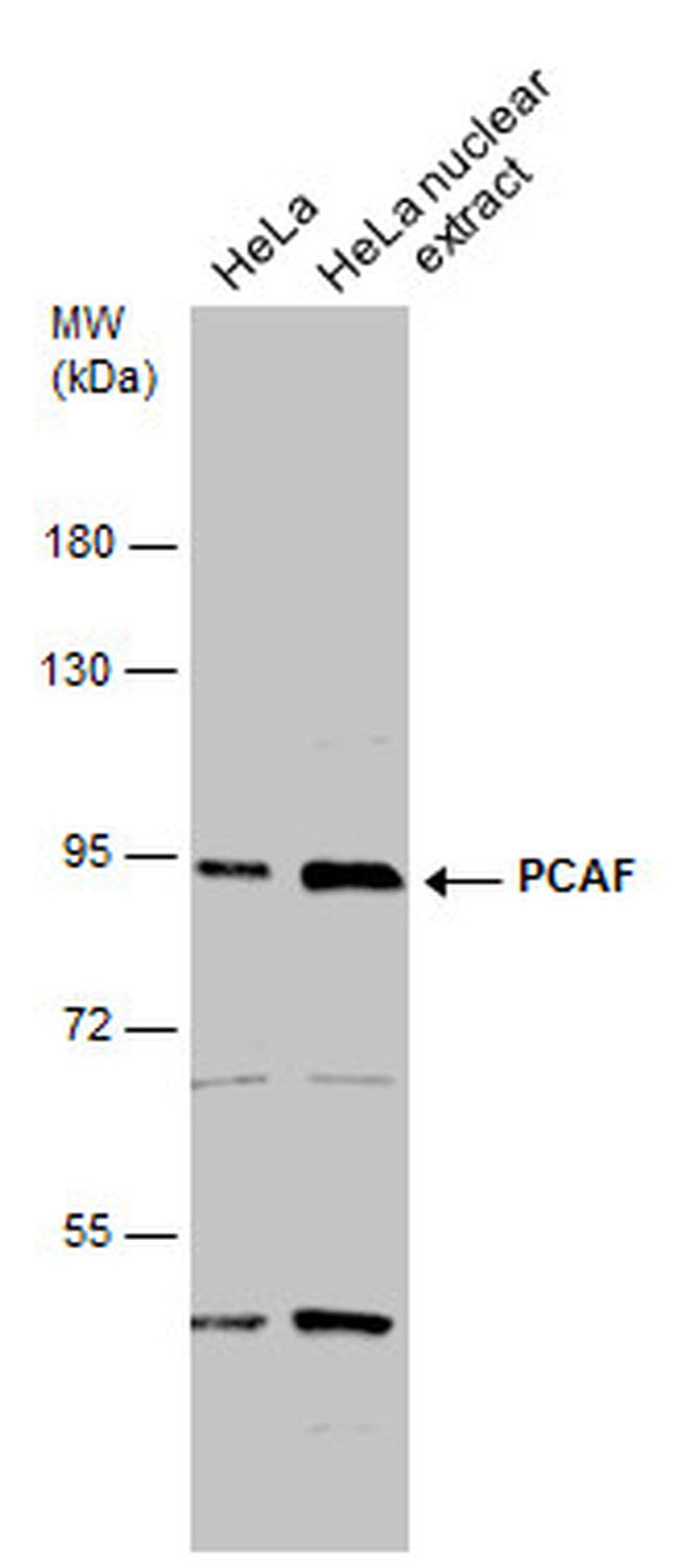 PCAF Antibody in Western Blot (WB)