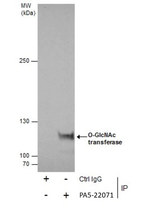 OGT Antibody in Immunoprecipitation (IP)