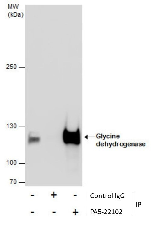GLDC Antibody in Immunoprecipitation (IP)