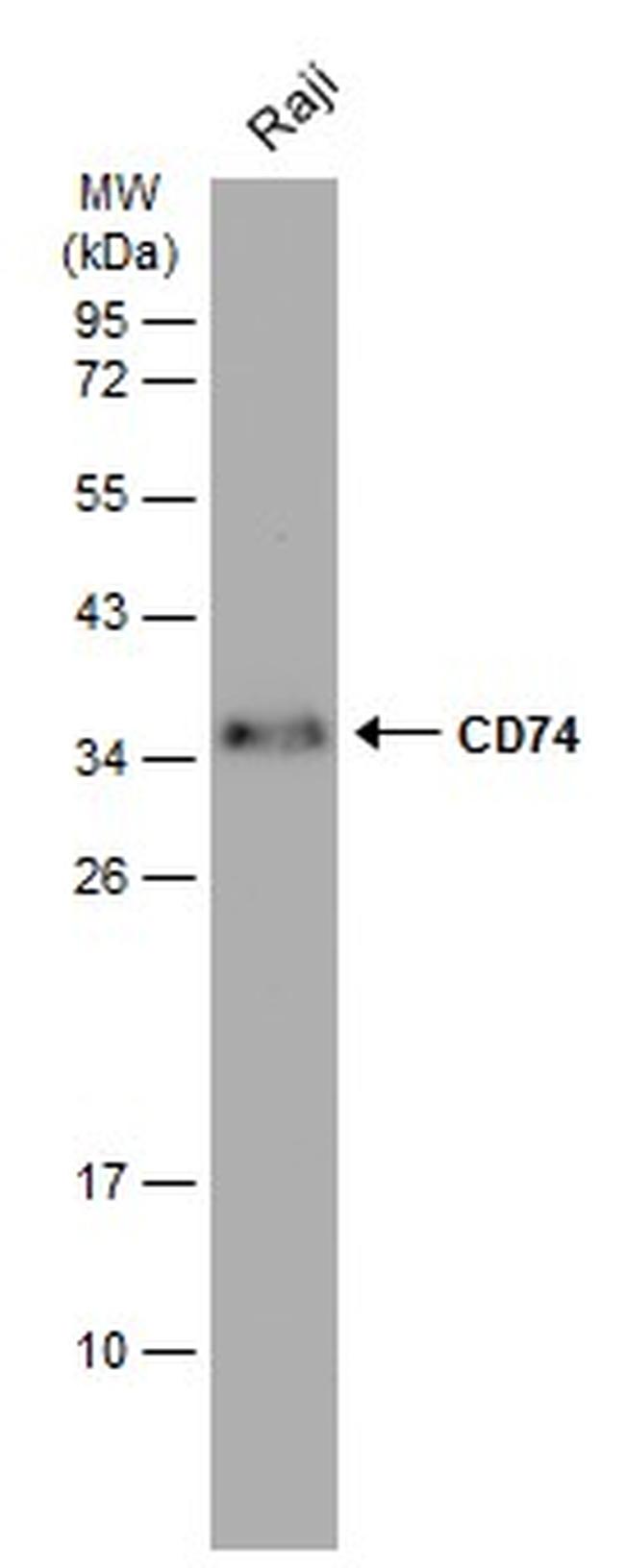 CD74 Antibody in Western Blot (WB)