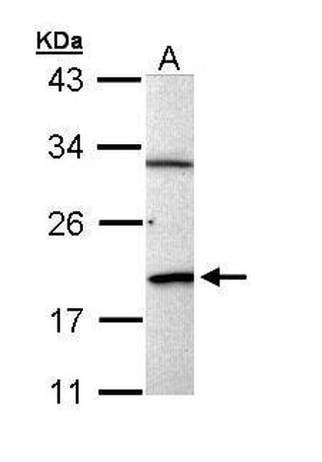 BCL2L15 Antibody in Western Blot (WB)