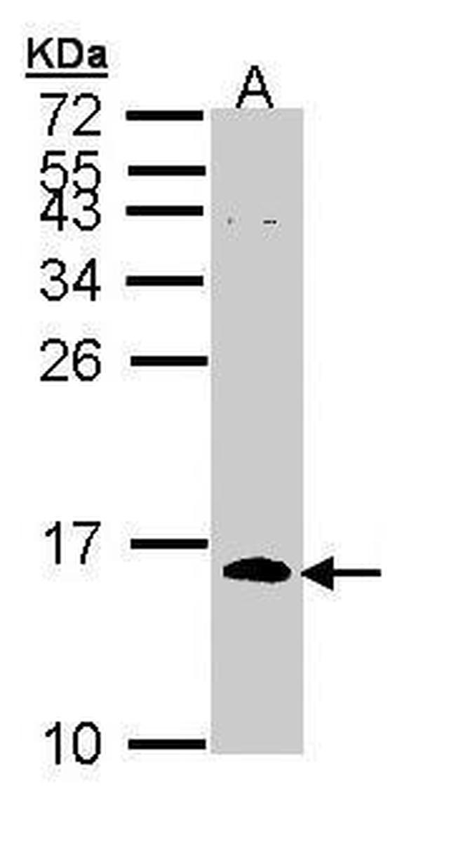 Cdc26 Antibody in Western Blot (WB)