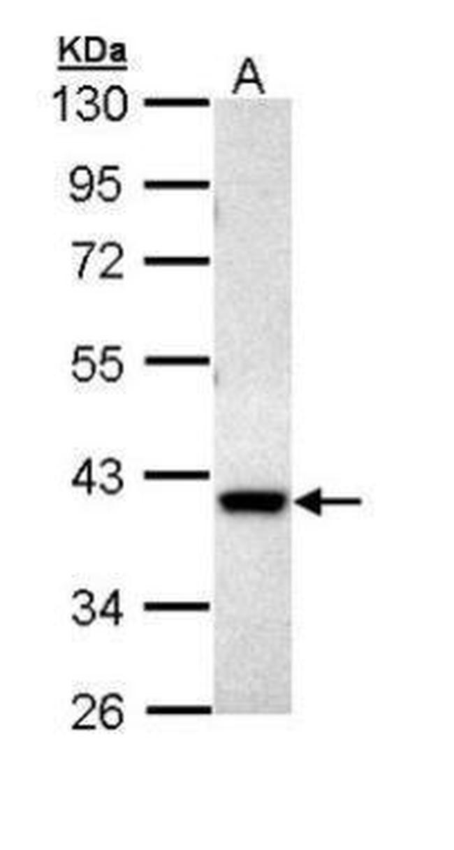 MKP3 Antibody in Western Blot (WB)