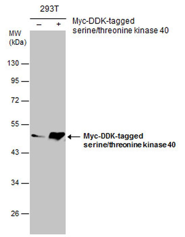 STK40 Antibody in Western Blot (WB)
