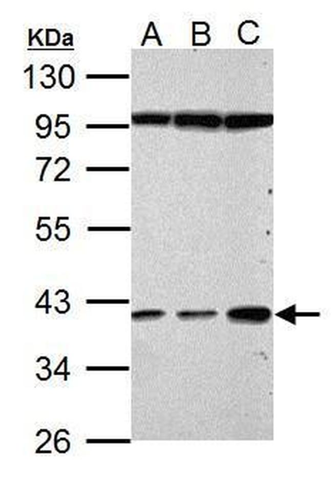 Haptoglobin Antibody in Western Blot (WB)