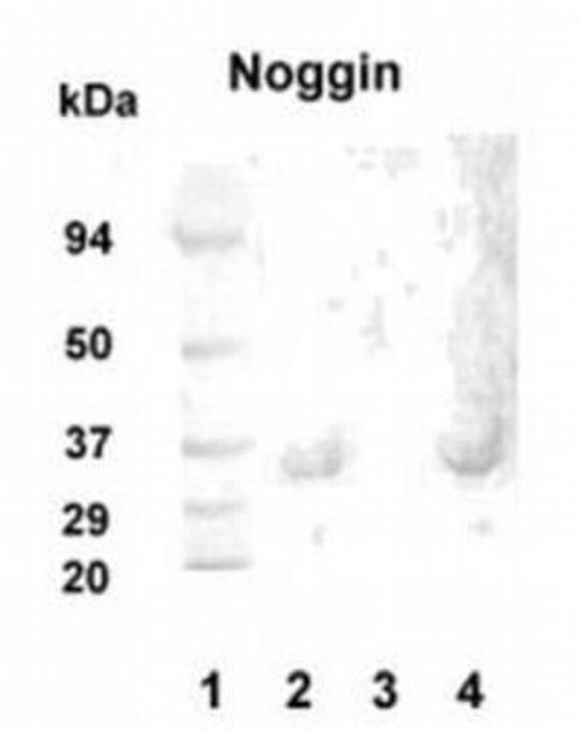 Noggin Antibody in Western Blot (WB)