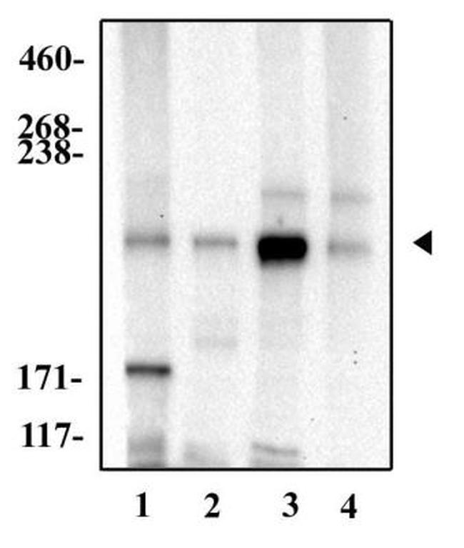 NOTCH4 Antibody in Western Blot (WB)