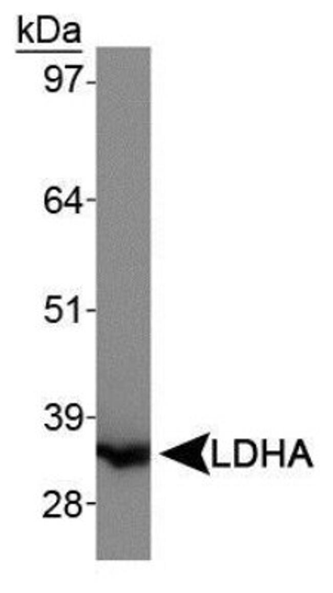 LDHA Antibody in Western Blot (WB)