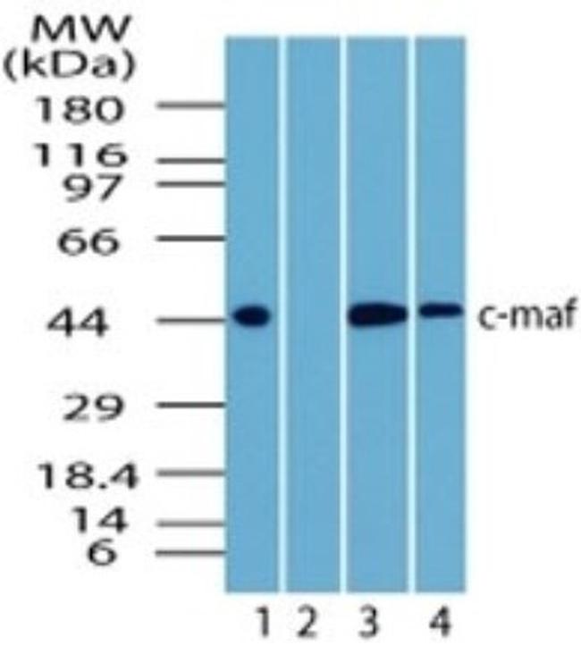 c-MAF Antibody in Western Blot (WB)