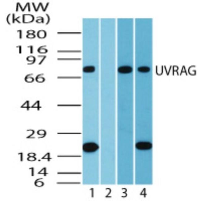 UVRAG Antibody in Western Blot (WB)
