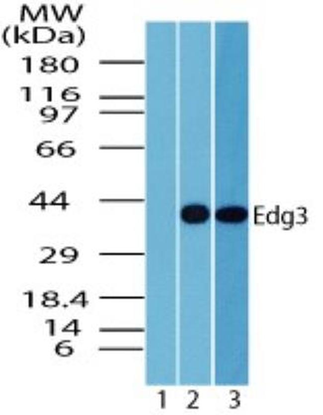 EDG3 Antibody in Western Blot (WB)