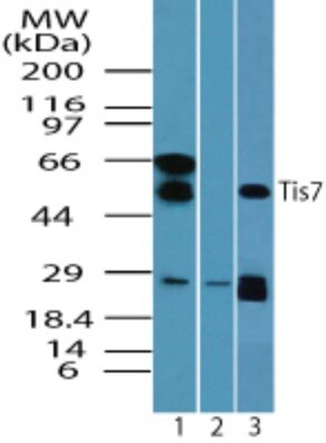 IFRD1 Antibody in Western Blot (WB)