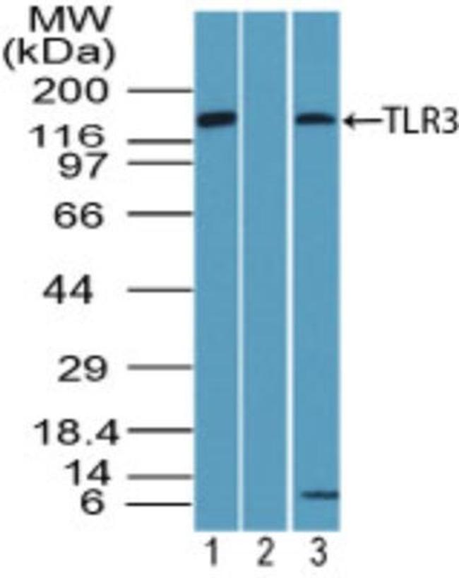 TLR3 Antibody in Western Blot (WB)