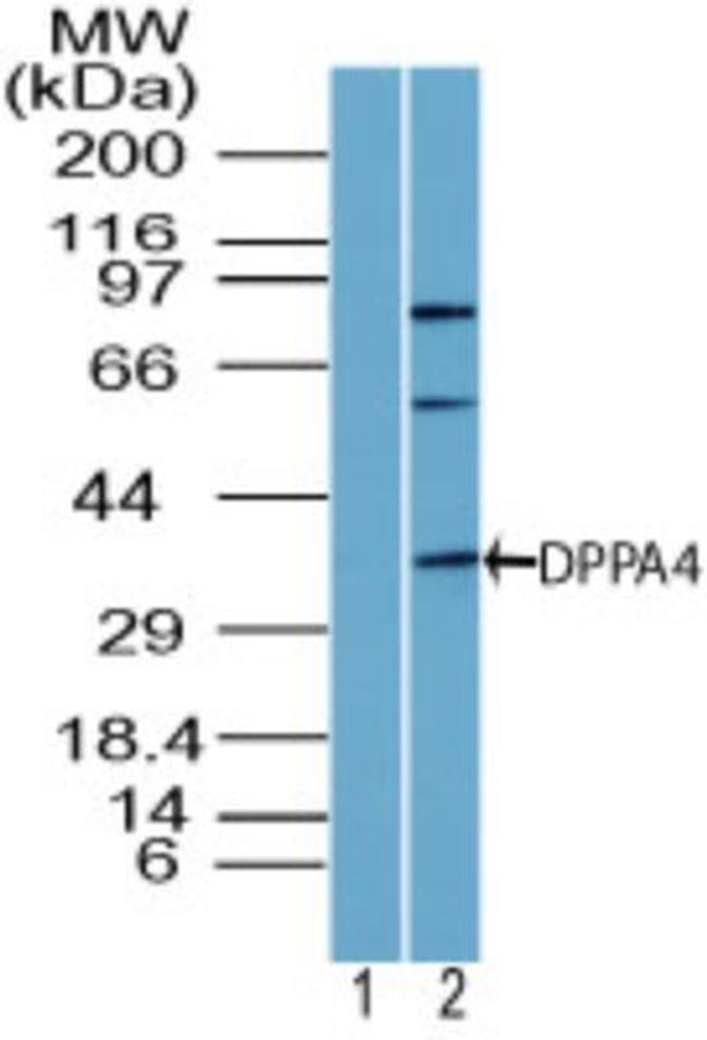 DPPA4 Antibody in Western Blot (WB)