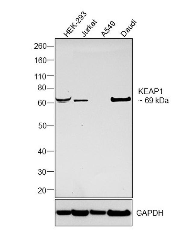KEAP1 Antibody in Western Blot (WB)