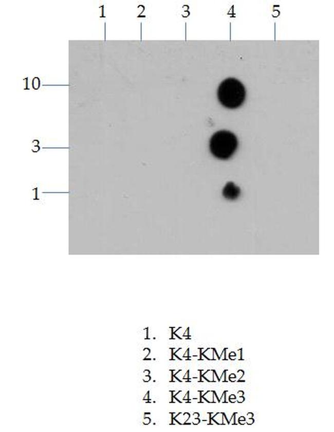 H3K4me3 Antibody in Dot blot (DB)