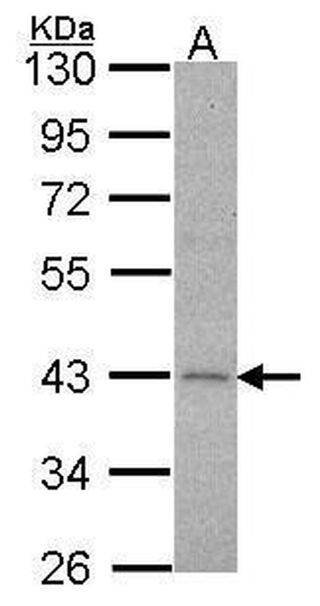 alpha-2c Adrenergic Receptor Antibody in Western Blot (WB)