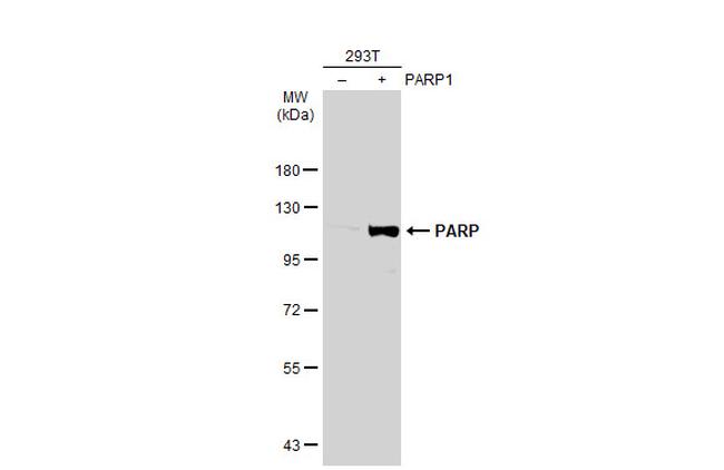 PARP1 Antibody in Western Blot (WB)