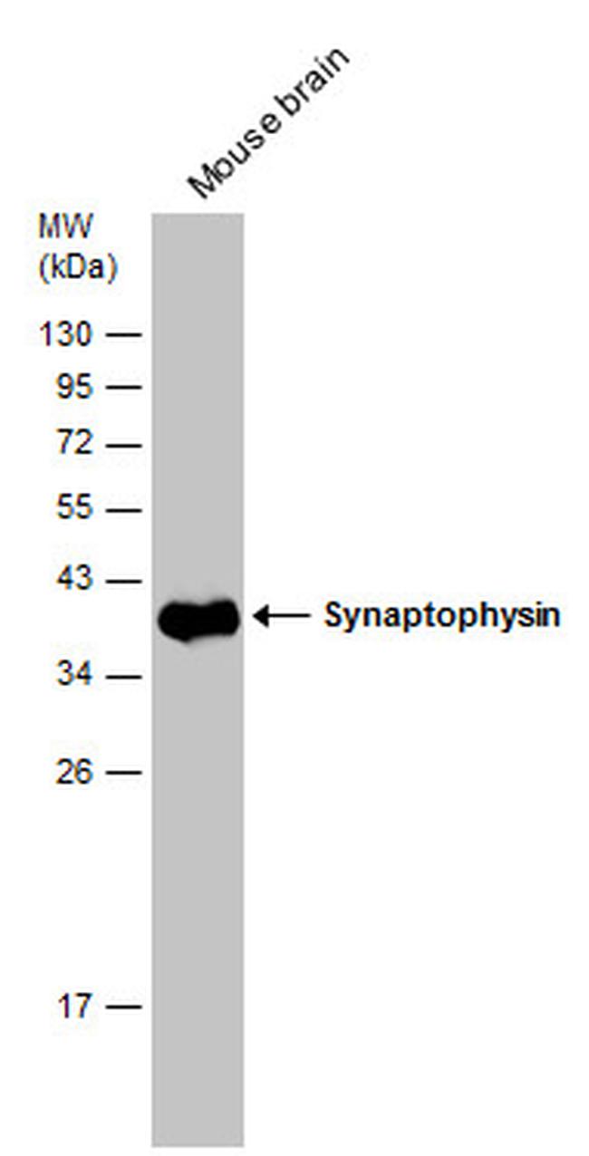 Synaptophysin Antibody in Western Blot (WB)