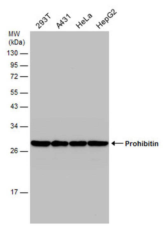 Prohibitin Antibody in Western Blot (WB)
