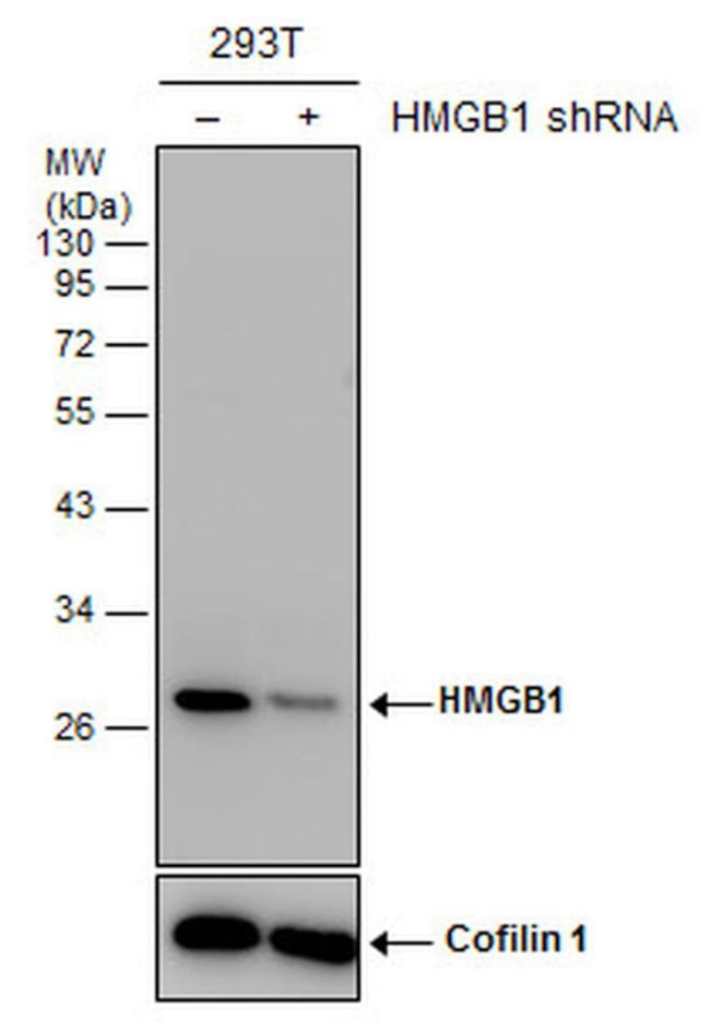 HMGB1 Antibody