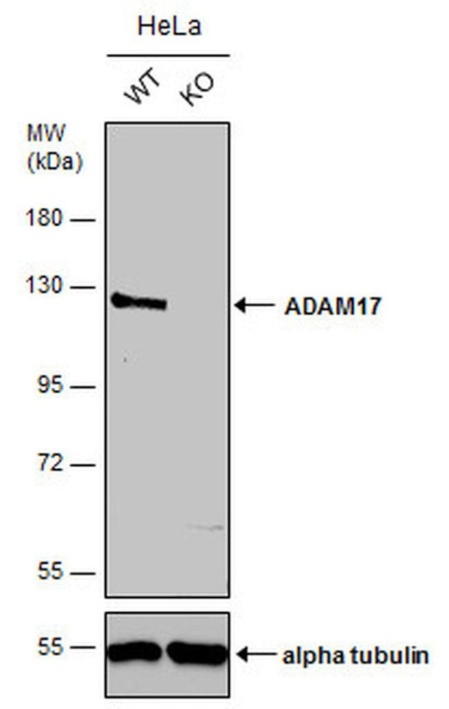 ADAM17 Antibody
