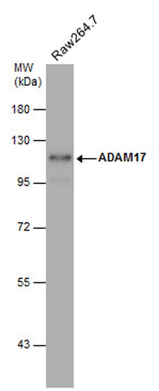 ADAM17 Antibody in Western Blot (WB)