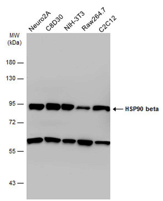 HSP90 beta Antibody in Western Blot (WB)
