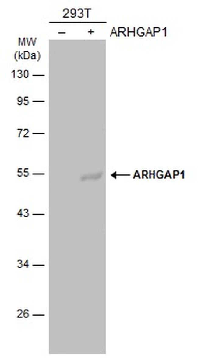 RhoGAP Antibody in Western Blot (WB)