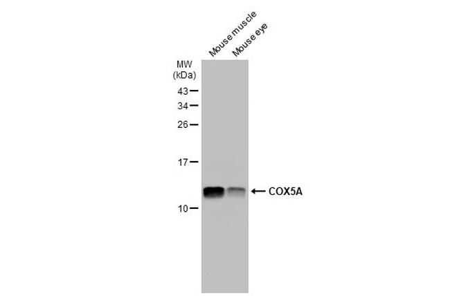COX5A Antibody in Western Blot (WB)