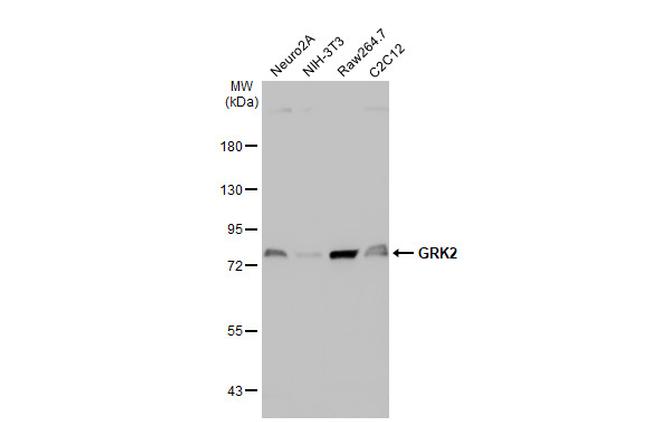 GRK2 Antibody in Western Blot (WB)