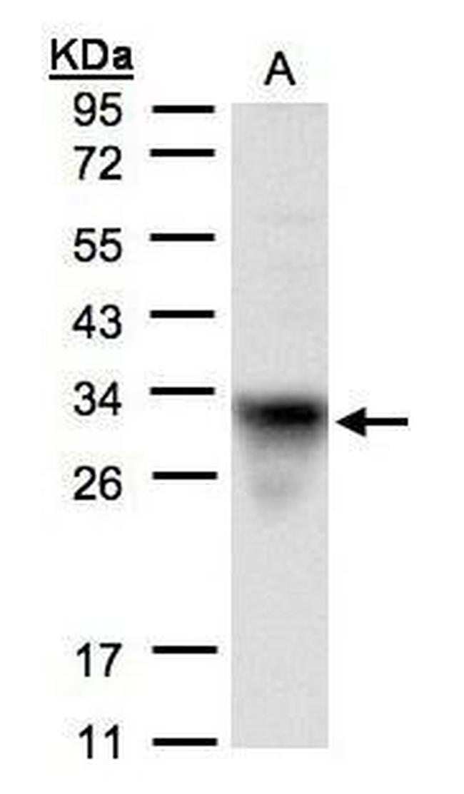 Cytochrome C1 Antibody in Western Blot (WB)