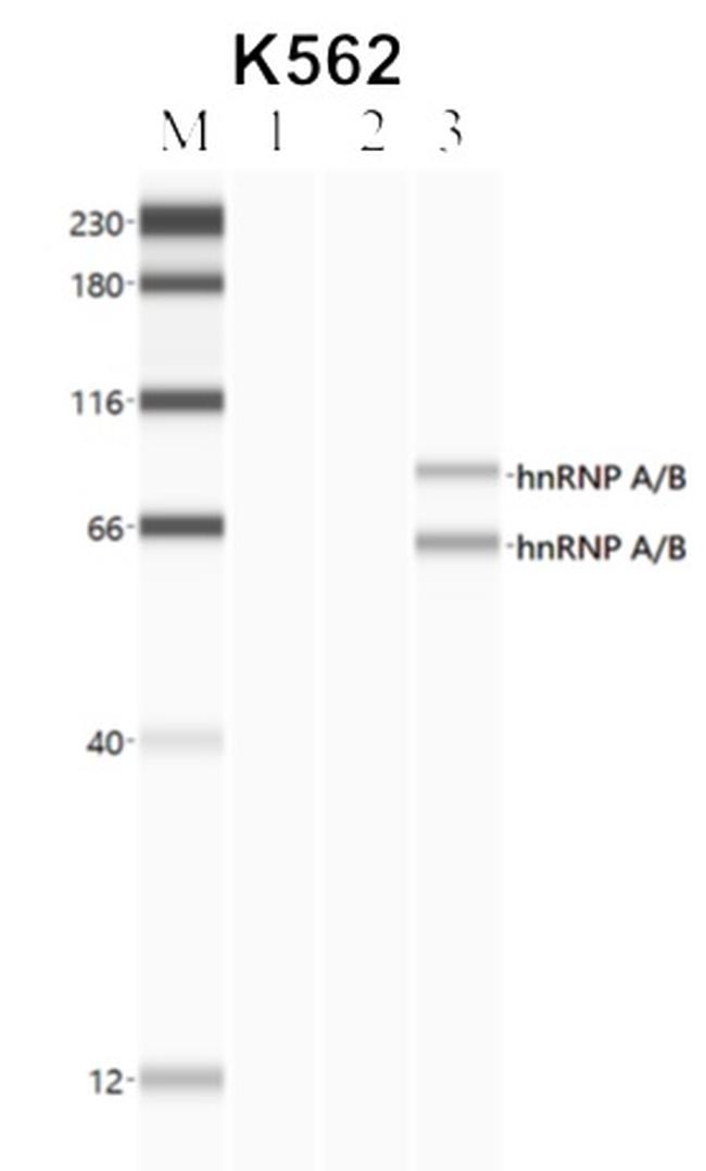 hnRNP AB Antibody in RNA Immunoprecipitation (RIP)