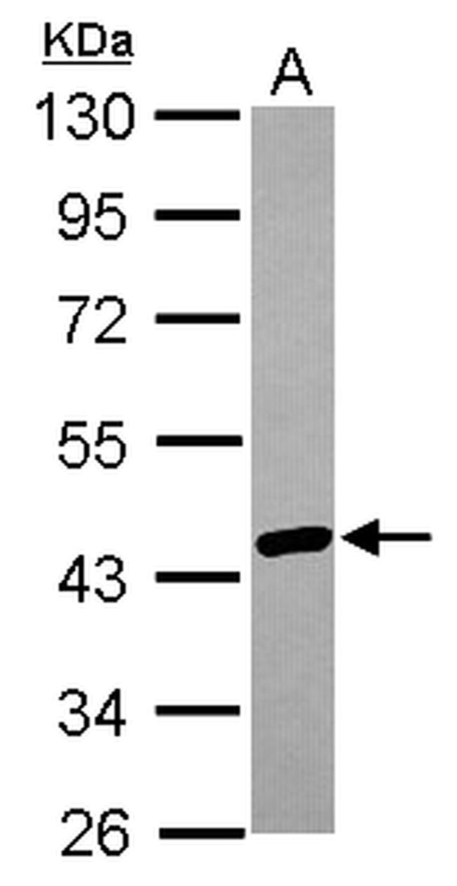 hnRNP AB Antibody in Western Blot (WB)