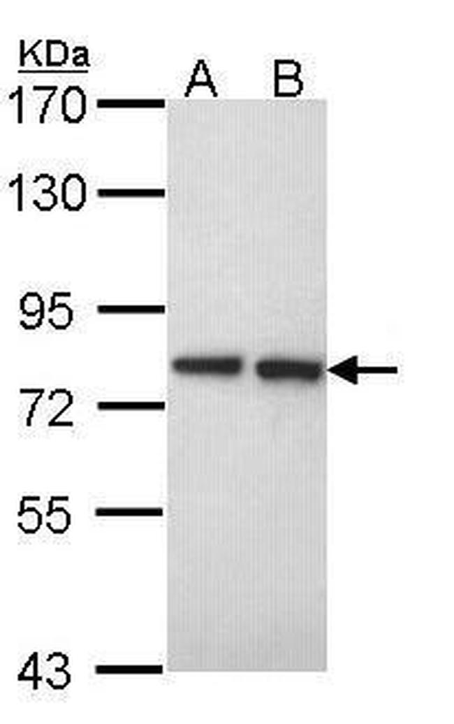 EXT2 Antibody in Western Blot (WB)