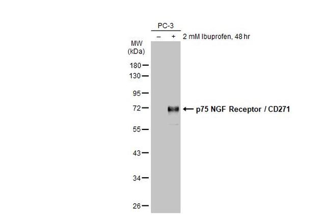 NGFR Antibody in Western Blot (WB)