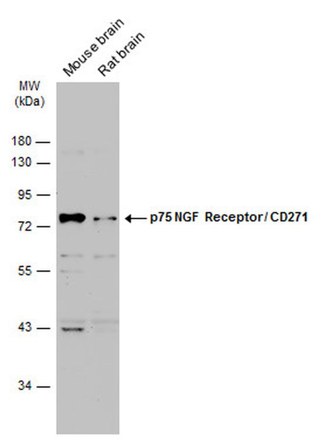 NGFR Antibody in Western Blot (WB)
