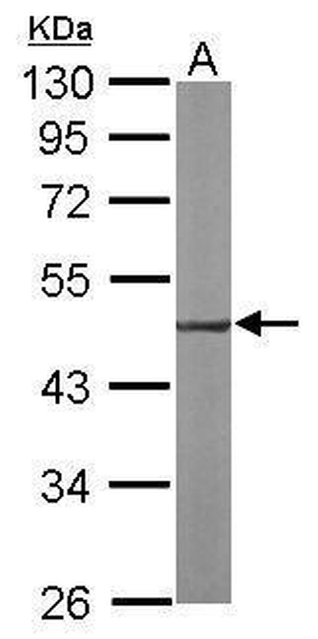 EEF1A2 Antibody in Western Blot (WB)