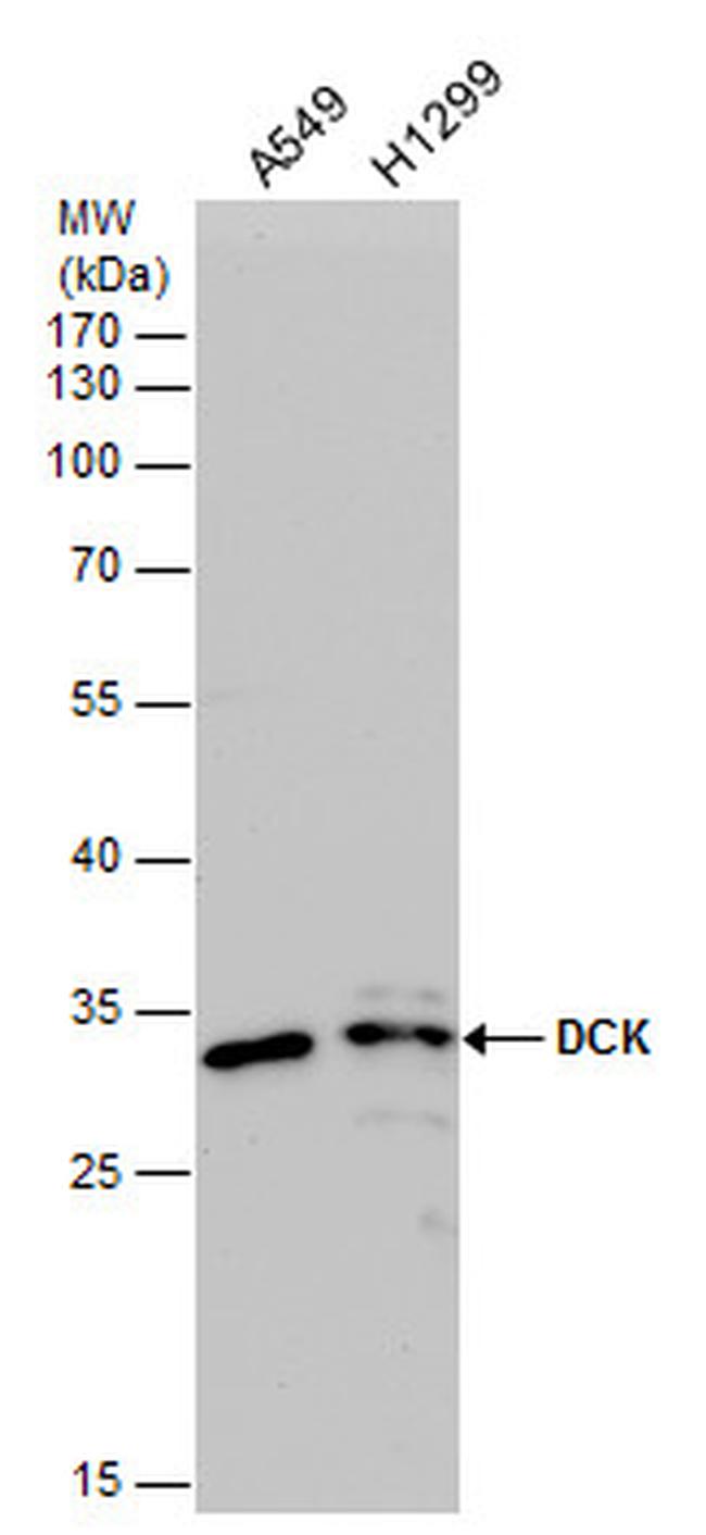 DCK Antibody in Western Blot (WB)