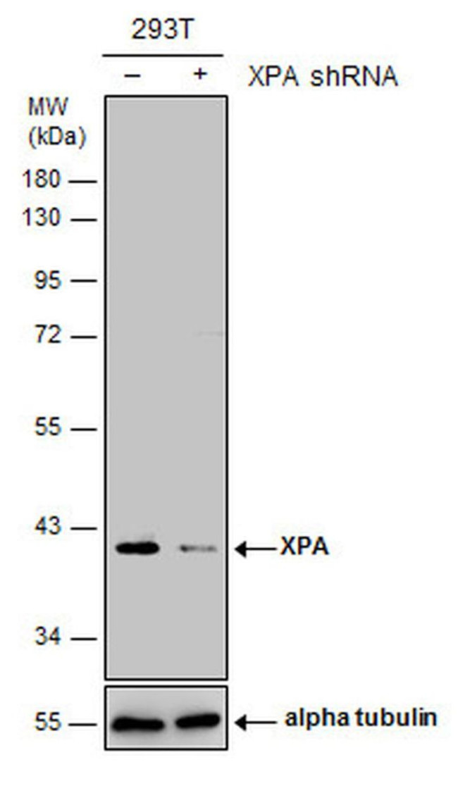 XPA Antibody