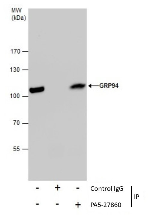 GRP94 Antibody in Immunoprecipitation (IP)