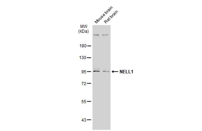 NELL1 Antibody in Western Blot (WB)