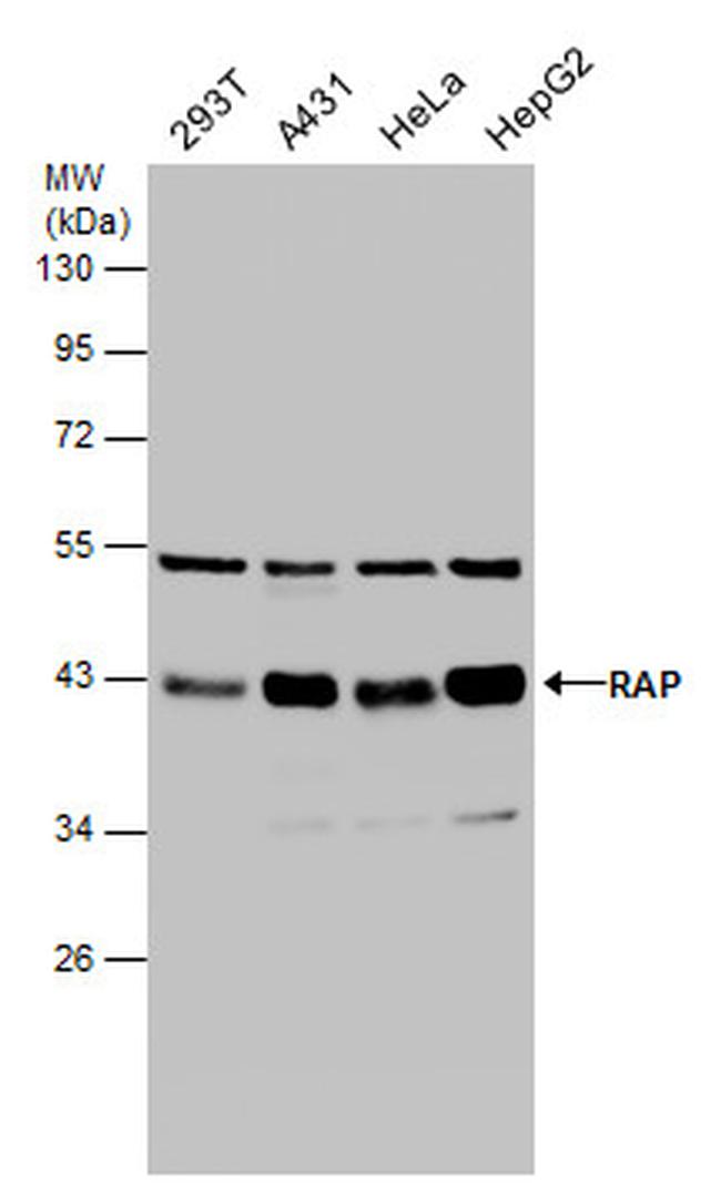 RAP Antibody in Western Blot (WB)
