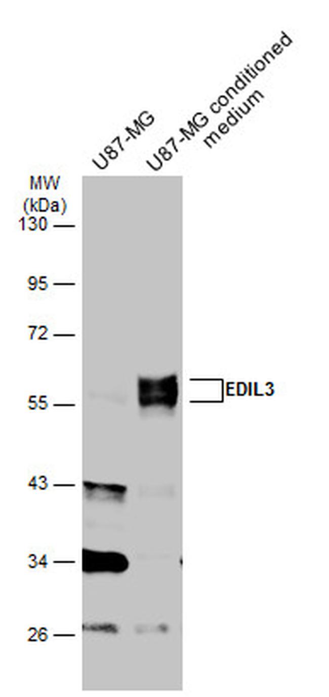 EDIL3 Antibody in Western Blot (WB)